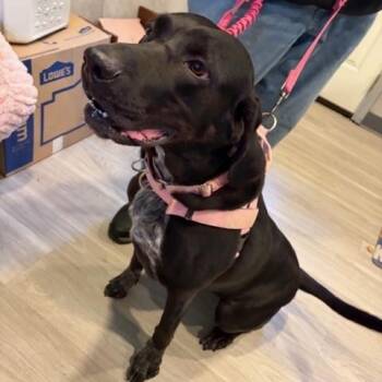 Mazie Grace -  Labrador Retriever and Bluetick Coonhound Dog for Adoption in Hummelstown, Pennsylvania - Mazie Grace | PetCurious