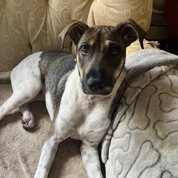 Cassie -  Mixed Breed Dog for Adoption in Uxbridge, Ontario - Cassie | PetCurious