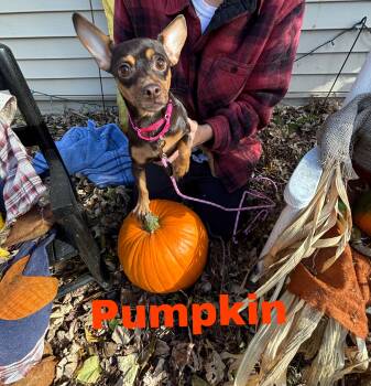 Rescue Miniature Pinscher and Chihuahua Dogs for Adoption - Pumpkin 9 Lbs | PetCurious