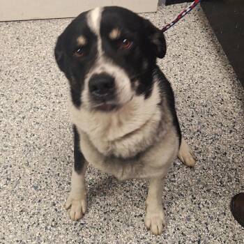 Labrador Retriever and Shepherd Dogs Available for Adoption in Birmingham, Alabama - Lyle | PetCurious