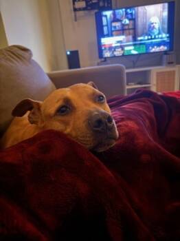 Rescue Mixed Breed Dogs for Adoption in Cincinnati, Ohio - Chip | PetCurious