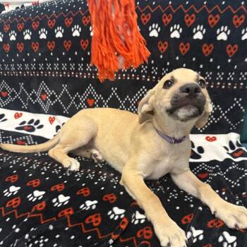 Marie -  Mixed Breed Dog for Adoption in Houston, Texas - Marie | PetCurious