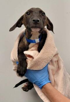 Gravitron -  Mixed Breed Dog for Adoption in Chillicothe, Ohio - Gravitron | PetCurious