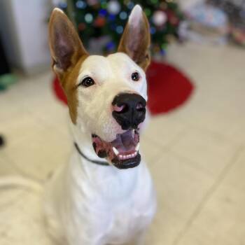 Pharaoh Hound and Ibizan Hound Dogs Available for Adoption in Jacksonville, Arkansas - Scotty | PetCurious