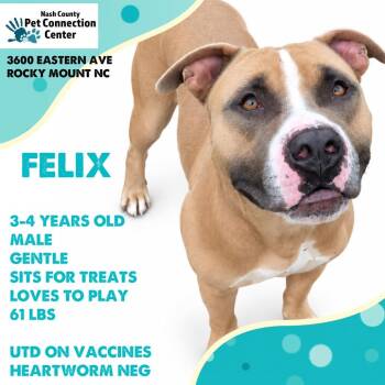 FELIX  Available NOW - ADOPTION or RESCUE! -  Mixed Breed Dog for Adoption in Nashville, North Carolina - FELIX  Available NOW - ADOPTION Or RESCUE! | PetCurious