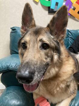German Shepherd Dog Dogs Available for Adoption - Stewart | PetCurious