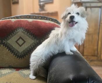 Ava -  Coton De Tulear and Norfolk Terrier Dog for Adoption in Boerne, Texas - Ava | PetCurious