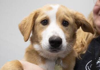 Australian Cattle Dog Blue Heeler and Labrador Retriever Dogs Available for Adoption in Mountain Home, Arkansas - Butterscotch | PetCurious
