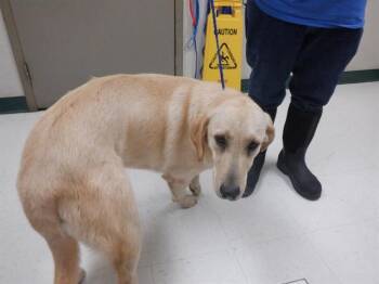 Labrador Retriever and Mixed Breed Dogs Available for Adoption - JAX | PetCurious