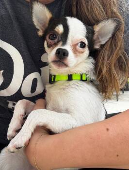 Chihuahua Dogs Available for Adoption in Grafton, Wisconsin - Penny Lane | PetCurious