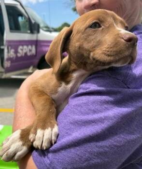 Pointer and Beagle Dogs Available for Adoption in Thompson Falls, Montana - Red | PetCurious