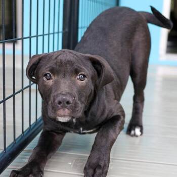 Pit Bull Terrier and Mixed Breed Dogs Available for Adoption in Bradenton, Florida - Maisie | PetCurious