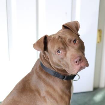 Leo -  American Staffordshire Terrier Dog for Adoption in Cornelius, North Carolina - Leo | PetCurious