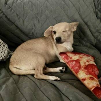 Sierra -  Chihuahua and Dachshund Dog for Adoption in Henderson, Nevada - Sierra | PetCurious