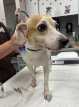 Diamond -  Parson Russell Terrier and Dachshund Dog for Adoption in Palm Coast, Florida - Diamond | PetCurious