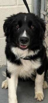 Border Collie Dogs Available for Adoption in Las Vegas, Nevada - Bullet | PetCurious