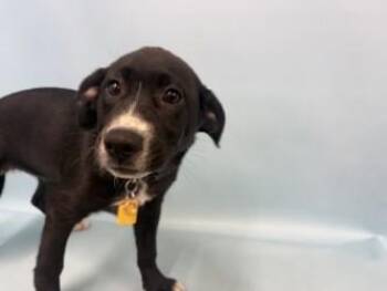 Medora -  Labrador Retriever and Mixed Breed Dog for Adoption in Golden Valley, Minnesota - Medora | PetCurious