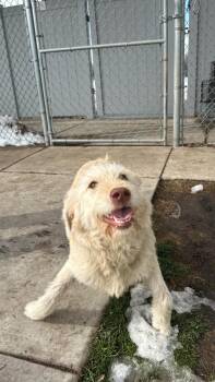 Labrador Retriever and Terrier Dogs Available for Adoption - Hazel | PetCurious