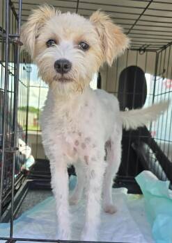Annie -  Miniature Schnauzer and Shih Tzu Dog for Adoption in Southlake, Texas - Annie | PetCurious
