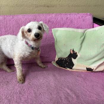 Mattie -  Maltese and Bichon Frise Dog for Adoption in Springfield, Missouri - Mattie | PetCurious