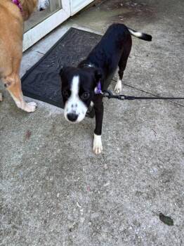 Roxy -  Pit Bull Terrier Dog for Adoption in Panama City, Florida - Roxy | PetCurious