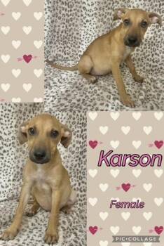 Karson -  Jack Russell Terrier Dog for Adoption in Manchester, Connecticut - Karson | PetCurious