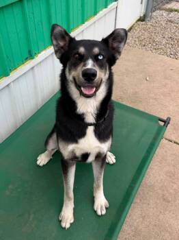 ZEUS -  Siberian Husky Dog for Adoption in Winamac, Indiana - ZEUS | PetCurious