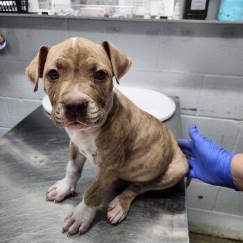 Mixed Breed Dogs Available for Adoption in Summerville, South Carolina - Sam | PetCurious