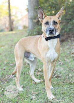 Rex -  German Shepherd Dog and Shepherd Dog for Adoption in Tuscaloosa, Alabama - Rex | PetCurious