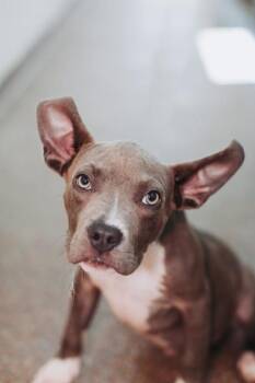 95387a Arlo -  American Staffordshire Terrier and Mixed Breed Dog for Adoption in North Charleston, South Carolina - 95387a Arlo | PetCurious