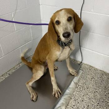American Foxhound and Mixed Breed Dogs Available for Adoption in Hattiesburg, Mississippi - Bogey | PetCurious