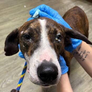 Rescue Mixed Breed Dogs for Adoption in Summerville, South Carolina - Leeroy | PetCurious