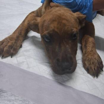 Bentley -  Mixed Breed Dog for Adoption in Summerville, South Carolina - Bentley | PetCurious