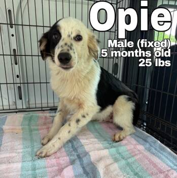 Opie -  Australian Shepherd Dog for Adoption in Blue Springs, Missouri - Opie | PetCurious