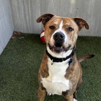 Mixed Breed Dogs Available for Adoption - Bingo | PetCurious