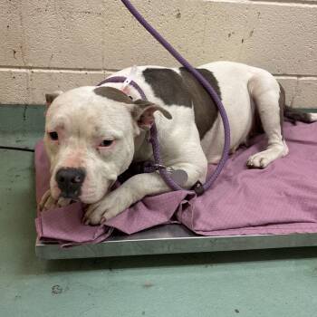 Mixed Breed Dogs Available for Adoption in Memphis, Tennessee - Hamantha | PetCurious