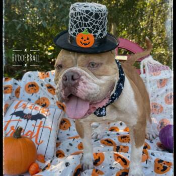 Rescue Bulldog Dogs for Adoption in Sebring, Florida - Budderball | PetCurious