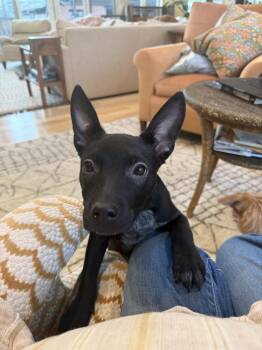 Australian Cattle Dog Blue Heeler Dogs Available for Adoption - Taffy | PetCurious