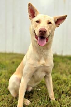 Rescue Labrador Retriever and Shepherd Dogs for Adoption in Osage Beach, Missouri - Denver | PetCurious