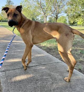 Rescue Shepherd Dogs for Adoption in Dallas, Texas - Scooby | PetCurious