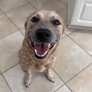 Brooklyn Bambi -  Cattle Dog and Mixed Breed Dog Available for Adoption in Medford Lakes, New Jersey - Brooklyn Bambi | PetCurious