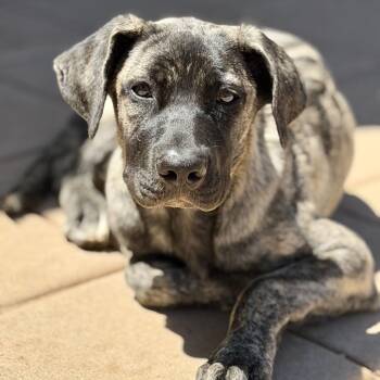 Sage -  Anatolian Shepherd and Mixed Breed Dog for Adoption in Riverside, California - Sage | PetCurious