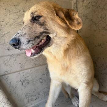 George 26-08-084 -  Anatolian Shepherd and Husky Dog for Adoption in Bastrop, Texas - George 26-08-084 | PetCurious