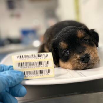 Crixus -  Mixed Breed Dog for Adoption in Charleston, West Virginia - Crixus | PetCurious