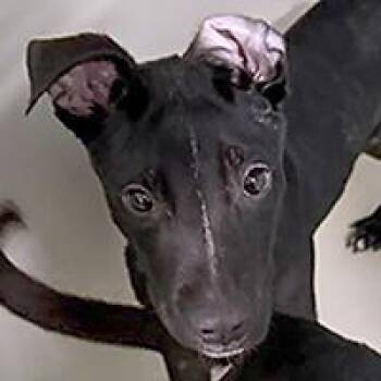 Brian - URGENT -  Pit Bull Terrier Dog for Adoption in Thousand Oaks, California - Brian - URGENT | PetCurious