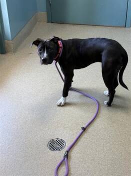 Mixed Breed Dogs Available for Adoption in Newton, North Carolina - RAVEN | PetCurious