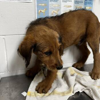Poodle and Wirehaired Dachshund Dogs Available for Adoption in Birmingham, Alabama - Kraken | PetCurious