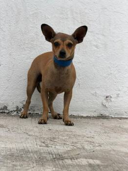Mia -  Chihuahua Dog for Adoption in Ramona, California - Mia | PetCurious