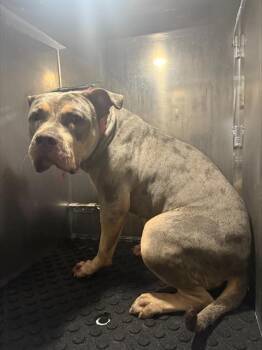 ROSIE -  American Bulldog and Mixed Breed Dog for Adoption in San Antonio, Texas - ROSIE | PetCurious