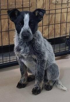 Australian Cattle Dog Blue Heeler and Border Collie Dogs Available for Adoption - Jack | PetCurious